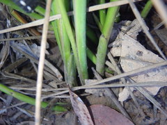 Chorizandra cymbaria