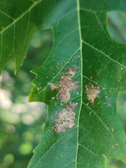 Acer saccharinum