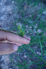 Cyperus fendlerianus