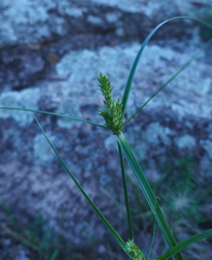 Cyperus fendlerianus