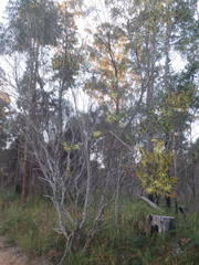 Acacia longifolia longifolia