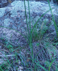 Cyperus fendlerianus