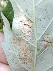 Acer saccharinum