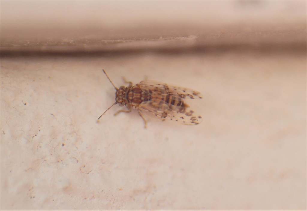 Rhinocolinae