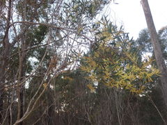 Acacia longifolia longifolia