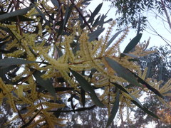 Acacia longifolia longifolia