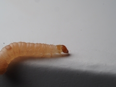 Plodia interpunctella