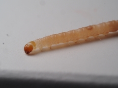 Plodia interpunctella