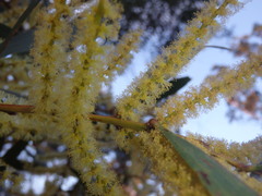 Acacia longifolia longifolia