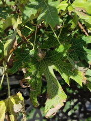 Acer saccharinum