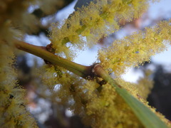 Acacia longifolia longifolia