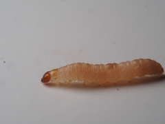 Plodia interpunctella