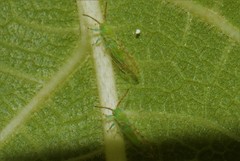 Homotoma ficus