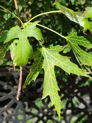 Acer saccharinum