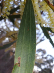 Acacia longifolia longifolia