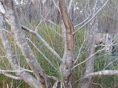 Acacia longifolia longifolia