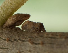 Euphyllura olivina