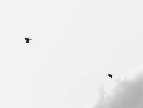 West African Harrier-Hawk