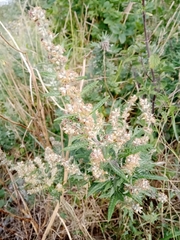Artemisia vulgaris