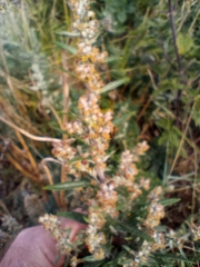 Artemisia vulgaris
