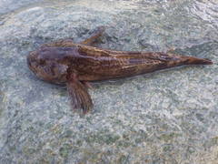 Cottus gobio