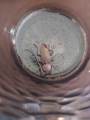 Hesperophanes sericeus