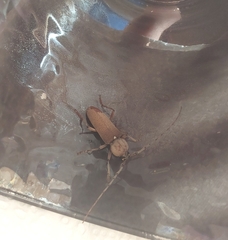 Hesperophanes sericeus