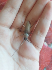 Hesperophanes sericeus