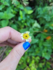 Tridax procumbens