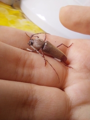 Hesperophanes sericeus