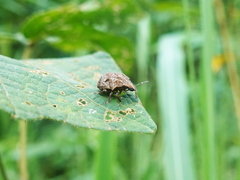 Hotea curculionoides