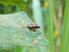 Hotea curculionoides