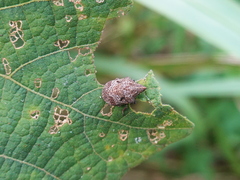 Hotea curculionoides