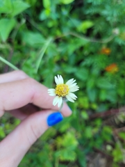 Tridax procumbens