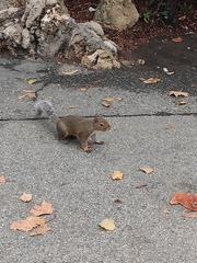 Sciurus carolinensis