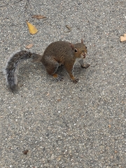Sciurus carolinensis
