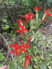 Silene regia