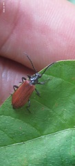 Pyrochroidae