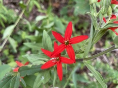 Silene regia