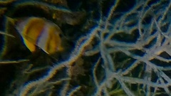Chelmon rostratus