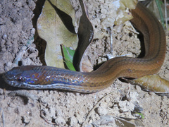 Coniophanes bipunctatus