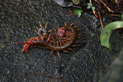 Scolopendra multidens