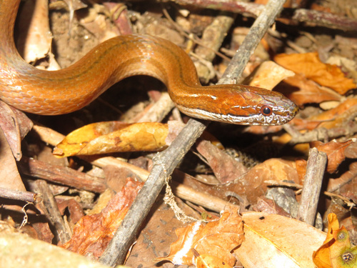 Photo of a Two-spotted Snake (Coniophanes bipunctatus)