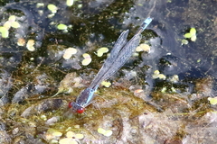 Erythromma viridulum