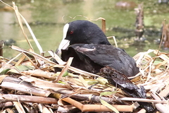 Fulica atra