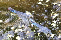 Erythromma viridulum