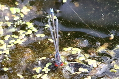 Erythromma viridulum