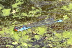 Erythromma viridulum