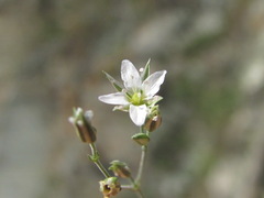 Sabulina tenuifolia