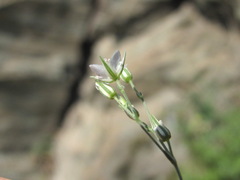 Sabulina tenuifolia